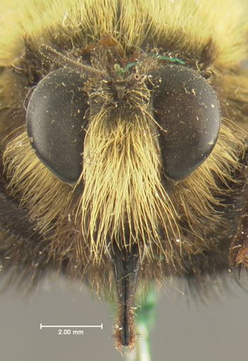 Media type: image;   Entomology 26401 Aspect: head frontal view